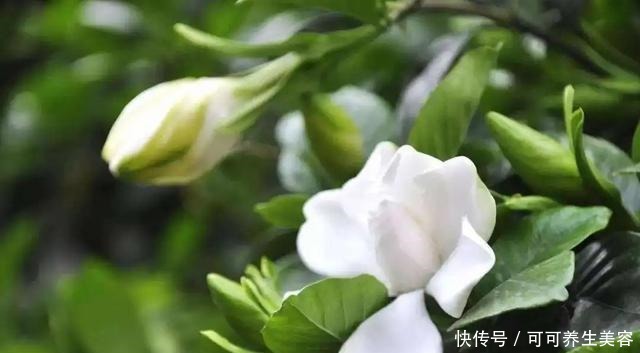 这些植物一定要勤浇水,不然分分钟“渴死”!