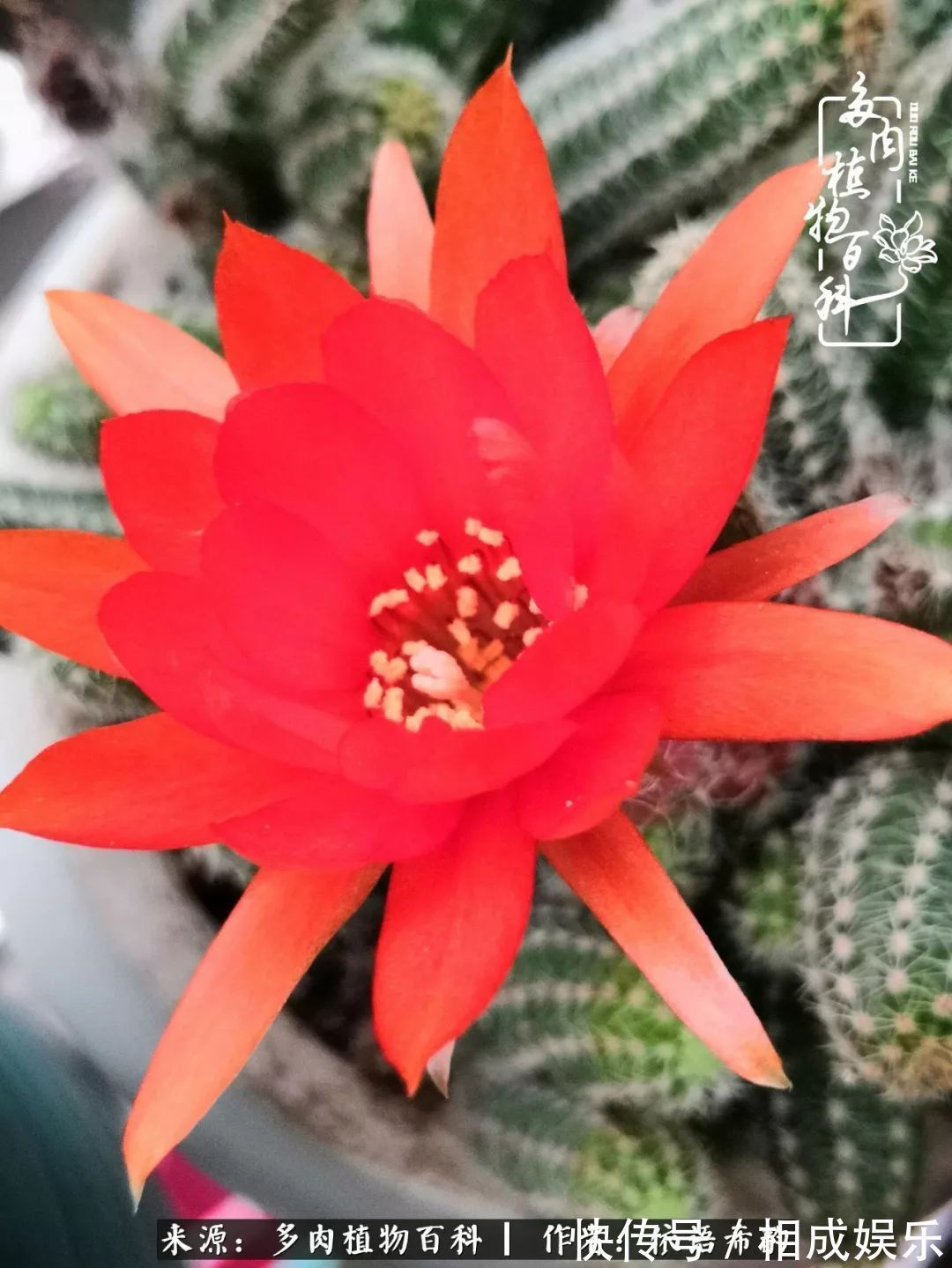 何以解忧,唯有多肉!目光所及,皆是喜欢!