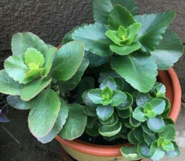 秋养长寿花、蟹爪兰,3方面打好基础,9、10月就能嗖嗖开花