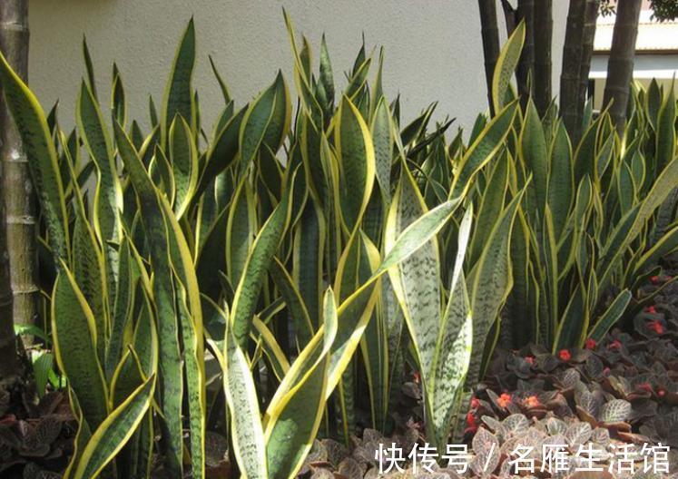 养护虎皮兰|虎皮兰有4怕，及时避开才能长出新芽，叶片挺拔越养越旺