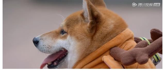 《五哈2》蹭《向往》熱度？彭昱暢陳赫重返蘑菇屋，小H提前營業(yè)！