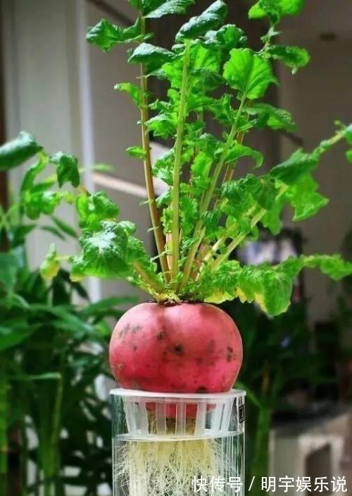 厨房吃不完的5种菜,种“花盆里”,变盆景开花美,能吃好几茬