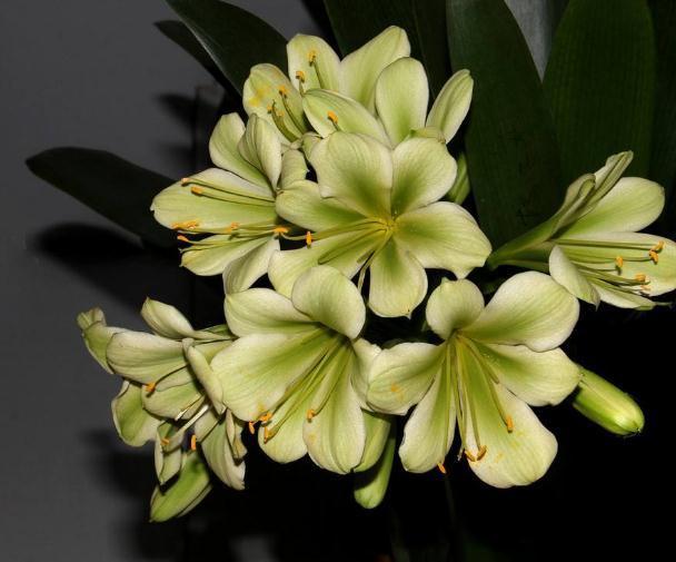 养君子兰不能“惯着来”,一个袋子套头上,花朵变成“大红球”