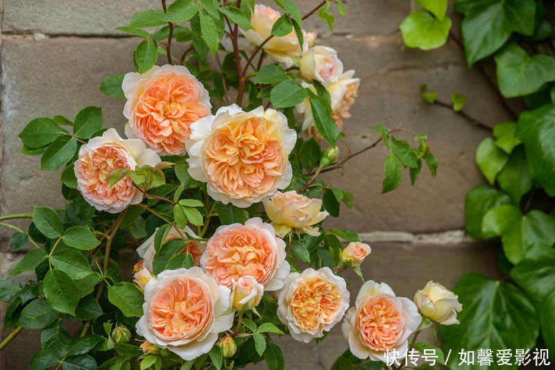 花期|3种花越养越喜欢，比牡丹花还漂亮，花期长，养护简单，还可做盆景