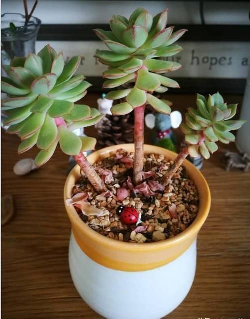 叶子|多肉出现徒长了?揪掉叶子,能变成老桩吗?这个想法“大错”