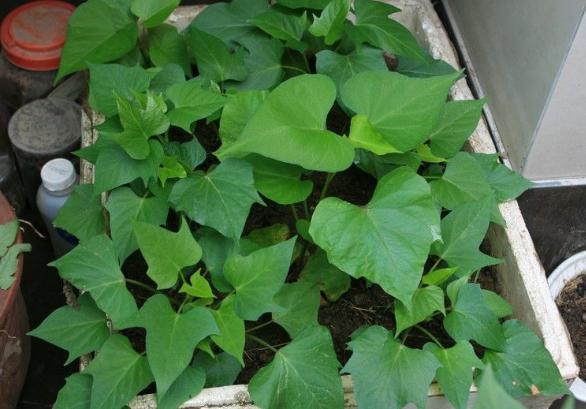 阳台上最好养的“3种菜”,种一次,吃不完,收获一盆又一盆