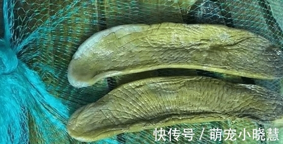 正当季|这食材正当季,买些不去皮不切片,整个一烫一晒,炒菜吃老美味了