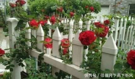 新手|新手养花，不如养盆花中精品“读书台玫瑰”，绚丽多姿，高贵优雅