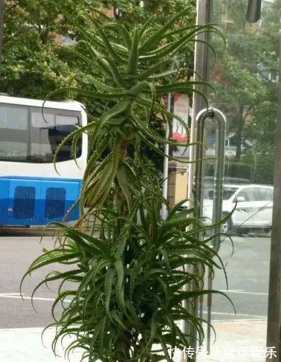 芦荟养越久,越有“价值”,3招学会了,让你家芦荟变成“树”!