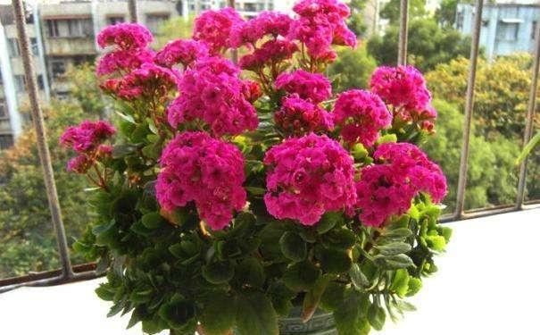 新买的长寿花丑的“不像样，学一招修剪，变成树形“小老桩”！