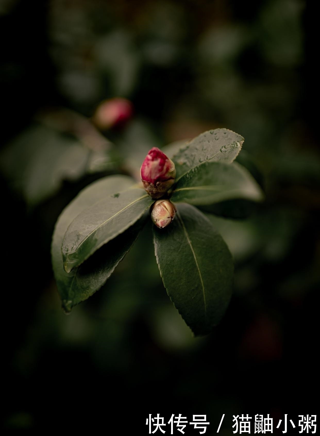 寒彻骨|孟郊的代表作《苦寒吟》，黑暗、孤独、绝望，开篇4句读完寒彻骨