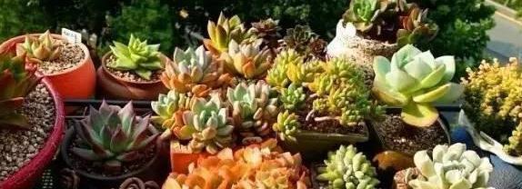 露养之前,先留意下这些,助你养出健康漂亮的多肉