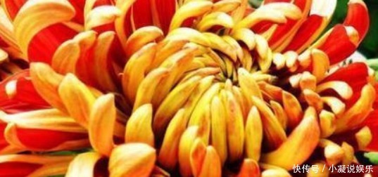 花海|喜欢养花,不妨养菊中珍品万山红遍,丝丝分层,形似花海!