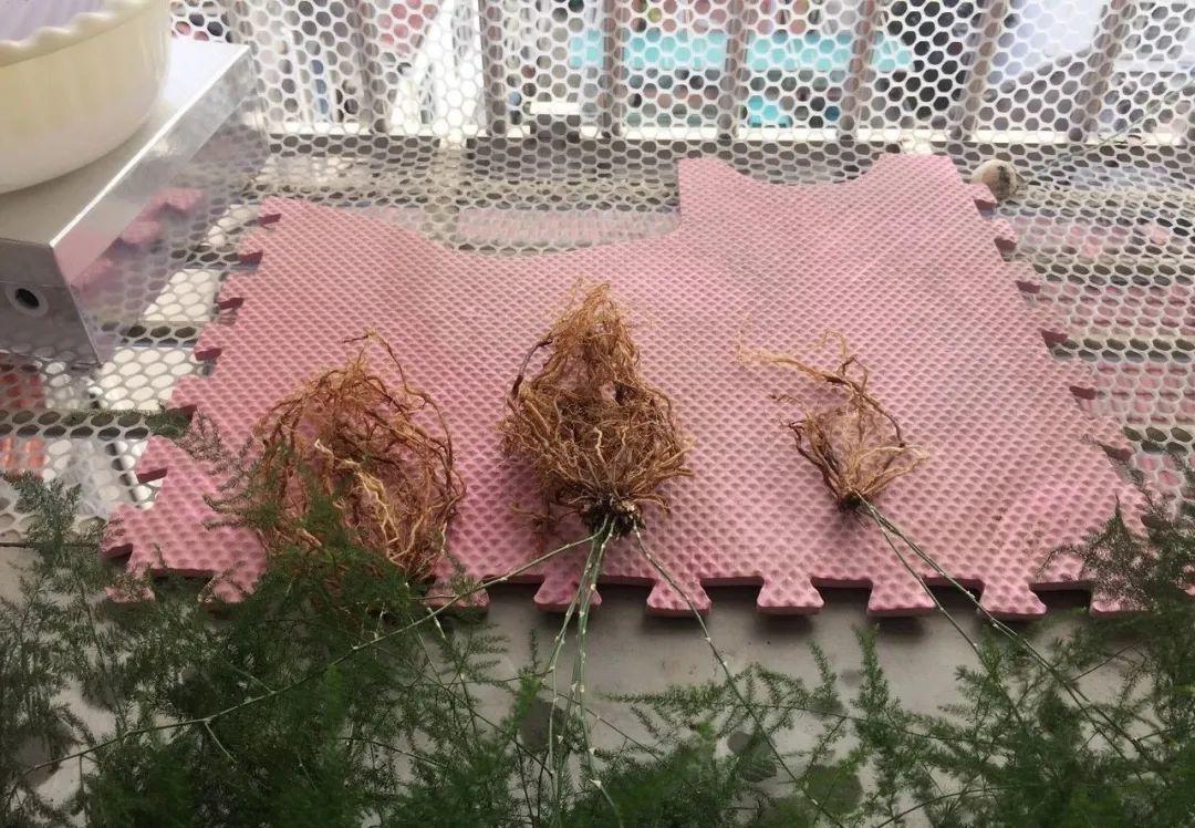 3种花不用扦插，掰下来就能活，1盆变10盆，懒人也能养！