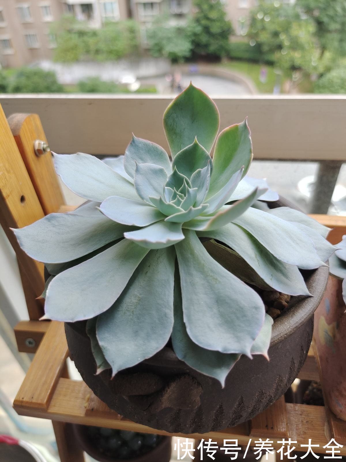 观音莲|多肉“摊大饼”，解决这3点，叶片挺拔还肥大