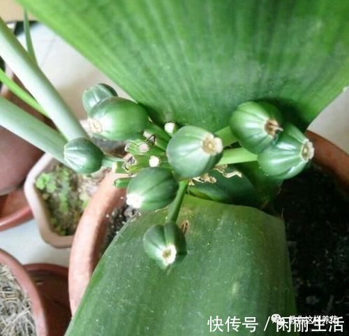 君子兰风信子夹箭不开花，简单1招，把花拽出来！