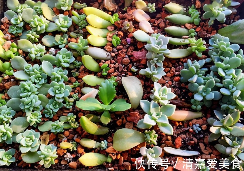 没有生根粉,扦插育苗不用怕,拿这3样水泡泡,效果一样