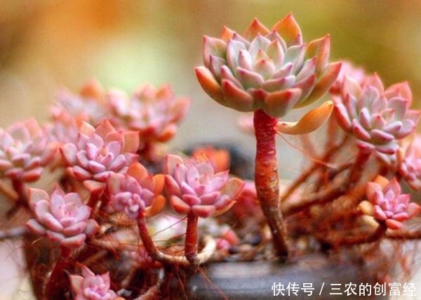 养护|多肉叶子突然掉一地,这些养护知识要注意!