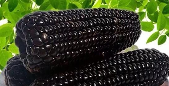 黑到“发光”的蔬菜,4大功效提高身体免疫力,早知早受益!