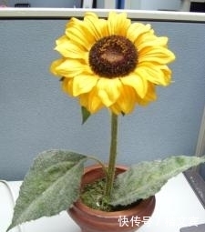 养花最容易犯的错误,不看会后悔的