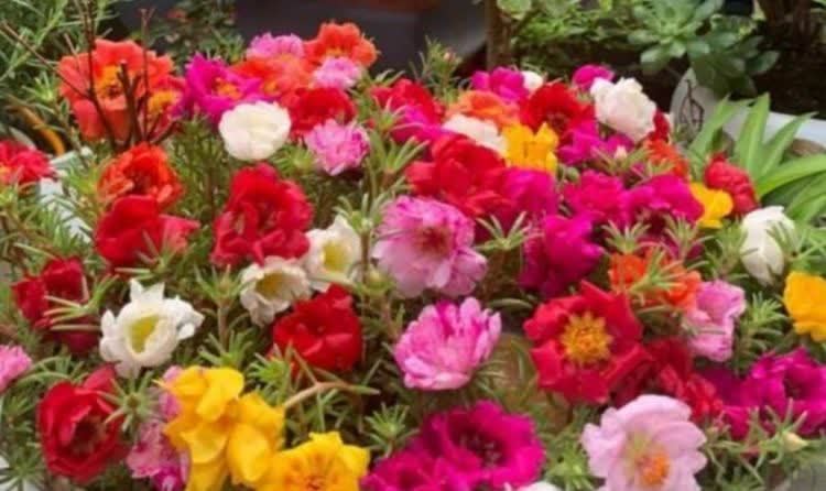 “4种花”漂亮又好养,四季花开不断,层层交叠,烂漫迷人眼