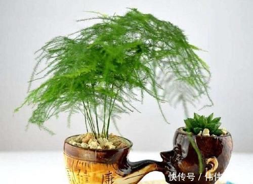 白糖|别再用“白糖”养文竹了,这5点做到位,不黄叶,还开白花