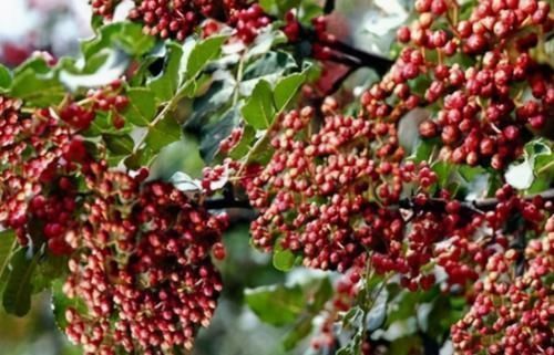 火龙果|人到中年想长寿,推荐吃3种食物,排毒瘦身,降压减脂,不容错过