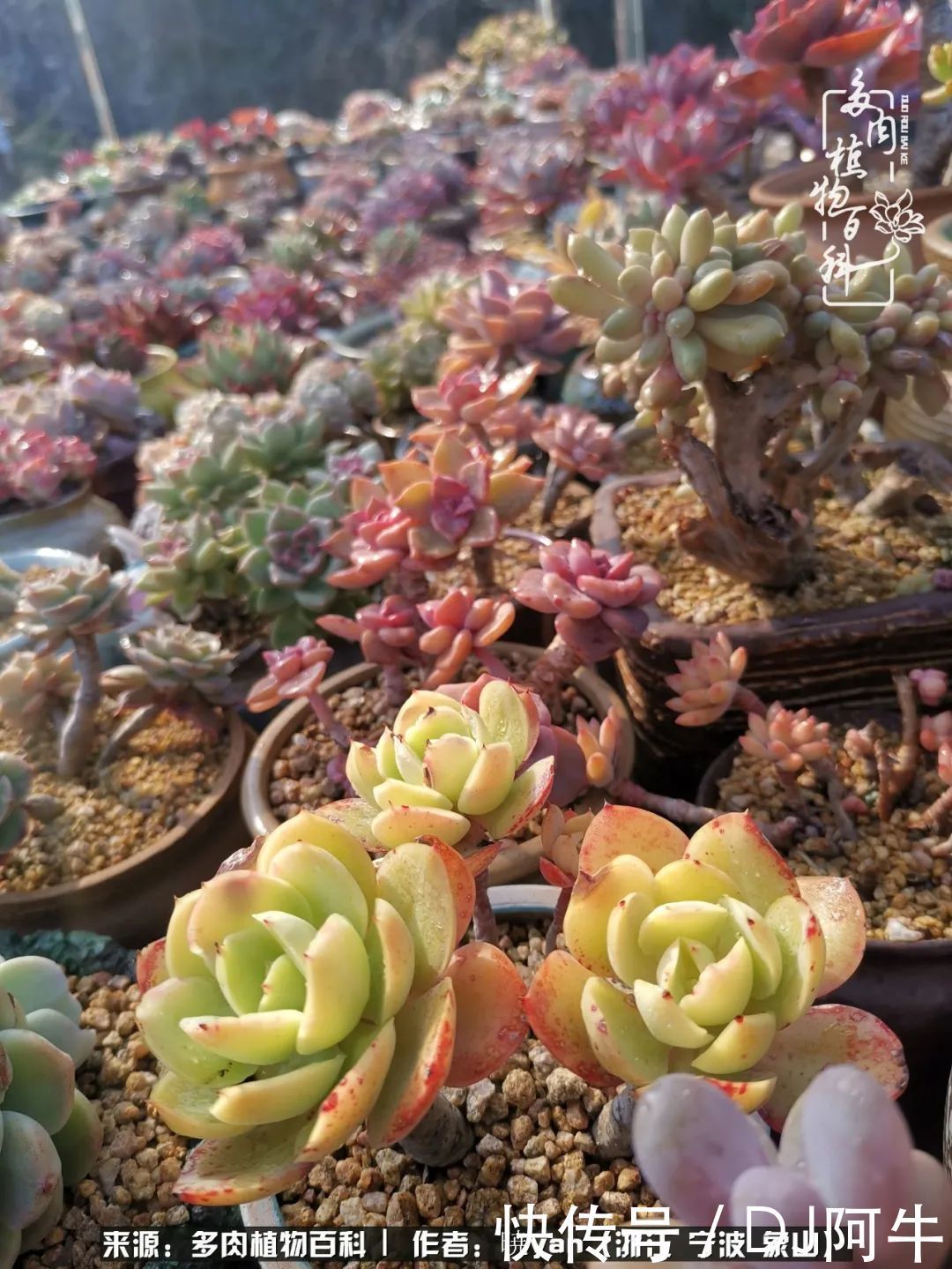 入多肉坑八年,始于初心,一切但求无愧于心