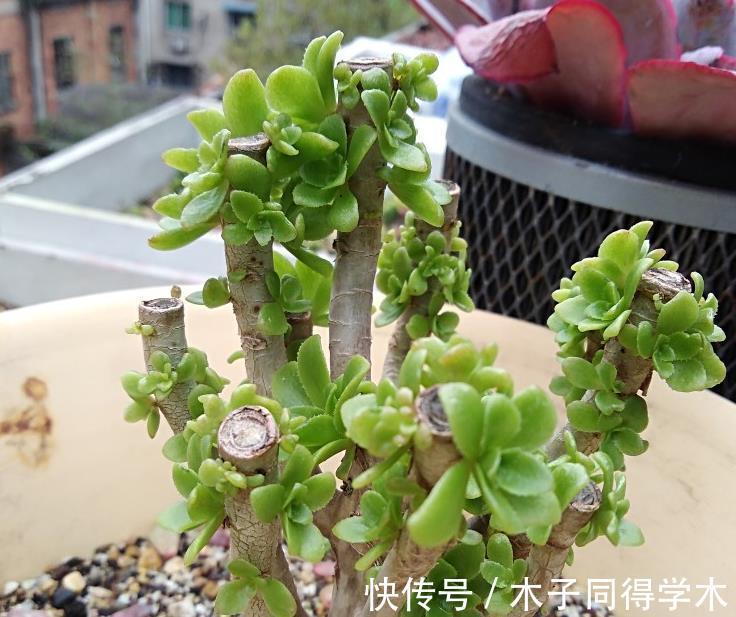 枝叶|养多肉绿羊绒,这些打理到位,爆头易,还能持久散发出花香