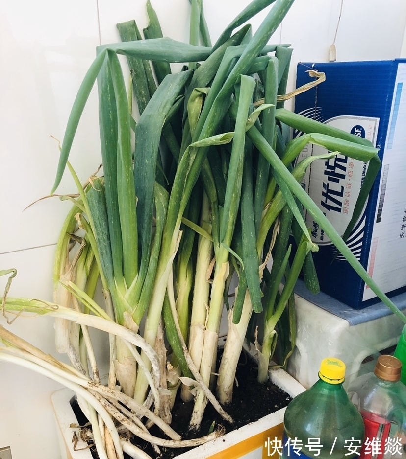 冬天保存大葱，记住2个小妙招，保存一冬天都新鲜！