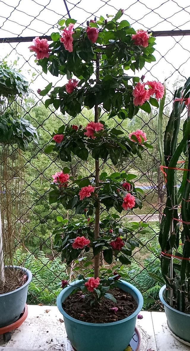 养3种花“多修剪”,2年养成“6层塔”,放在家里真“养眼”