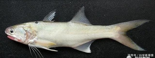 在中国“排名第一”的午鱼,是什么鱼