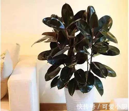 懒人养植的盆栽,一个月浇次水都没问题