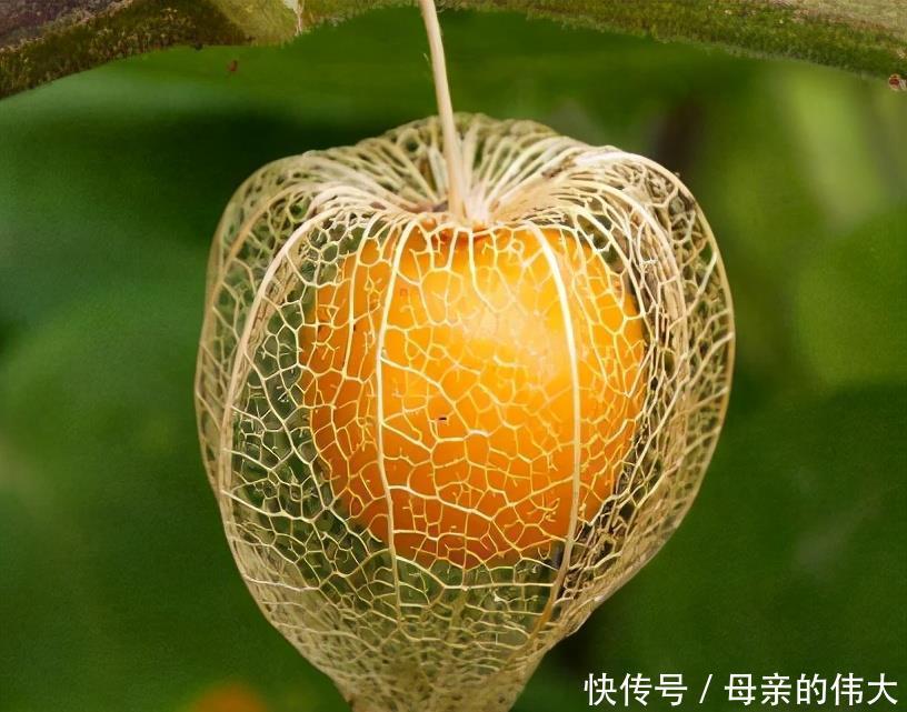 营养|人到中年想长寿,3种食物离不开,降血脂、抗氧化、提高免疫力