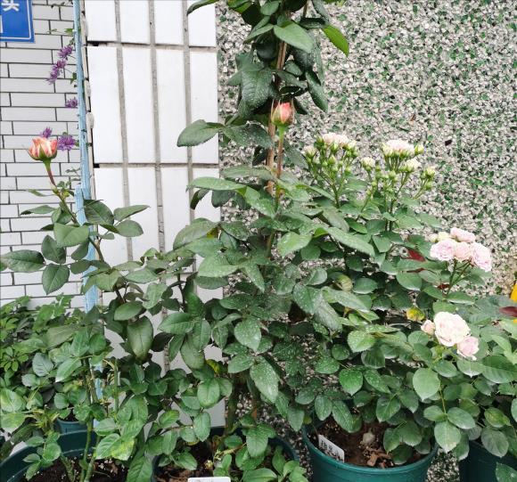 病菌|养花必备的杀菌剂,到底怎么用?多菌灵只是“初级”,黄叶不管用