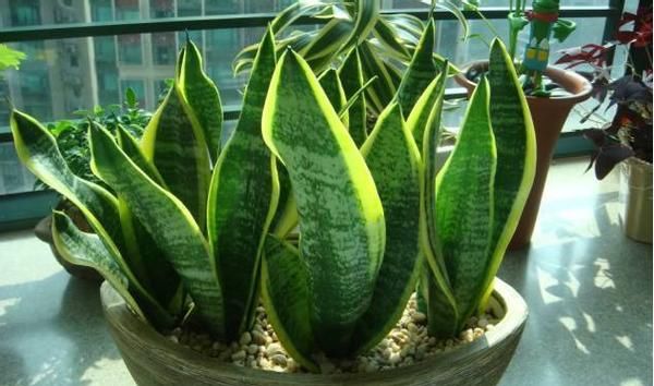 养花经验分享：豆饼、黄豆制成肥料期间，该注意哪些细节？