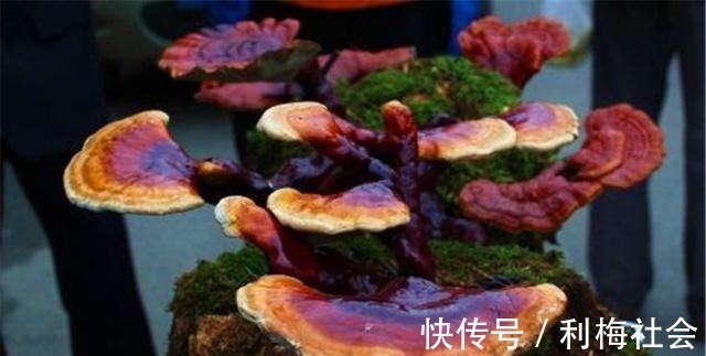 灵芝|4种“名贵中药”做盆景,一养就是30年,土豪出价“5万”都不卖!