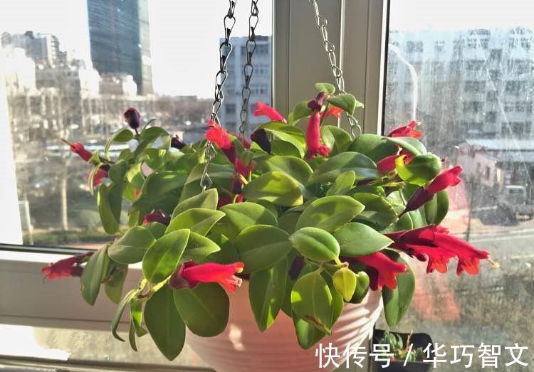 别养绿萝吊兰了,此盆栽植物更值得拥有,花叶俱美,室内也能养