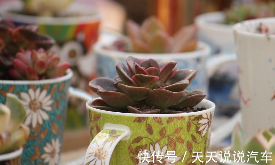 温度对多肉根系的生长,到底有什么影响