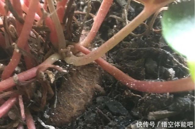 花一变这样,就是休眠了,赶紧换个地方养!花一变这样,就是休眠了,赶紧换个地方养!