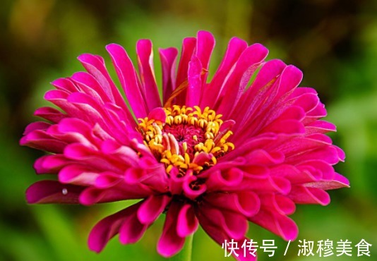 这款植物全年开花,花色艳丽花量大,比牡丹还好养,花开枝繁叶茂