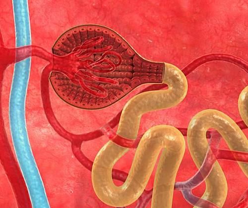 刚刚喝进去的水，需要多久形成尿液？或许让你感到意外