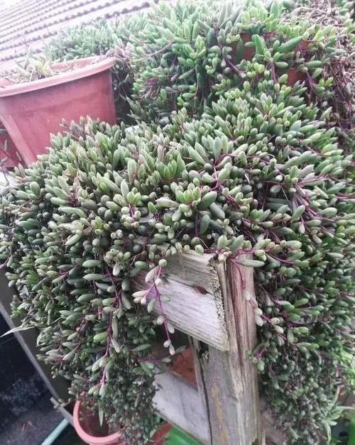 紫色|紫色系多肉中的“小强”,皮实好养开花能力强,紫红的状态真漂亮