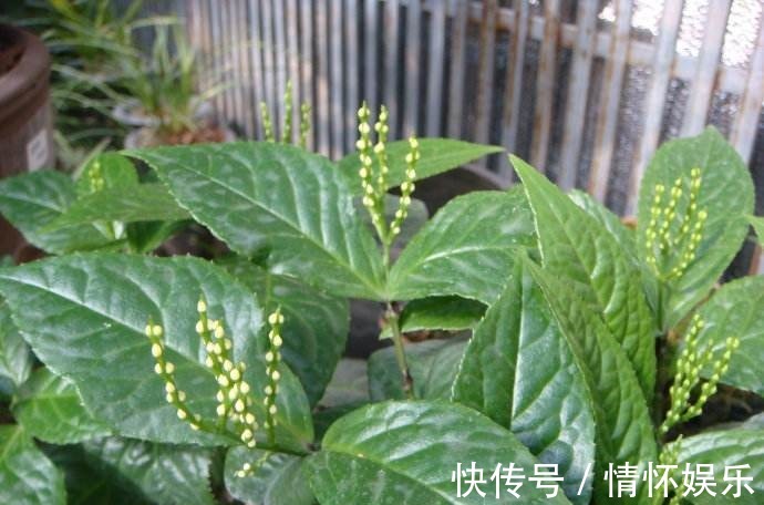 这花开起来像小金珠,香味胜似香兰,整栋楼邻居都被迷倒!