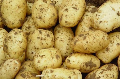种子选手|哪些食物可以降血脂？这5种都是“贫民窟”里的“种子选手”！