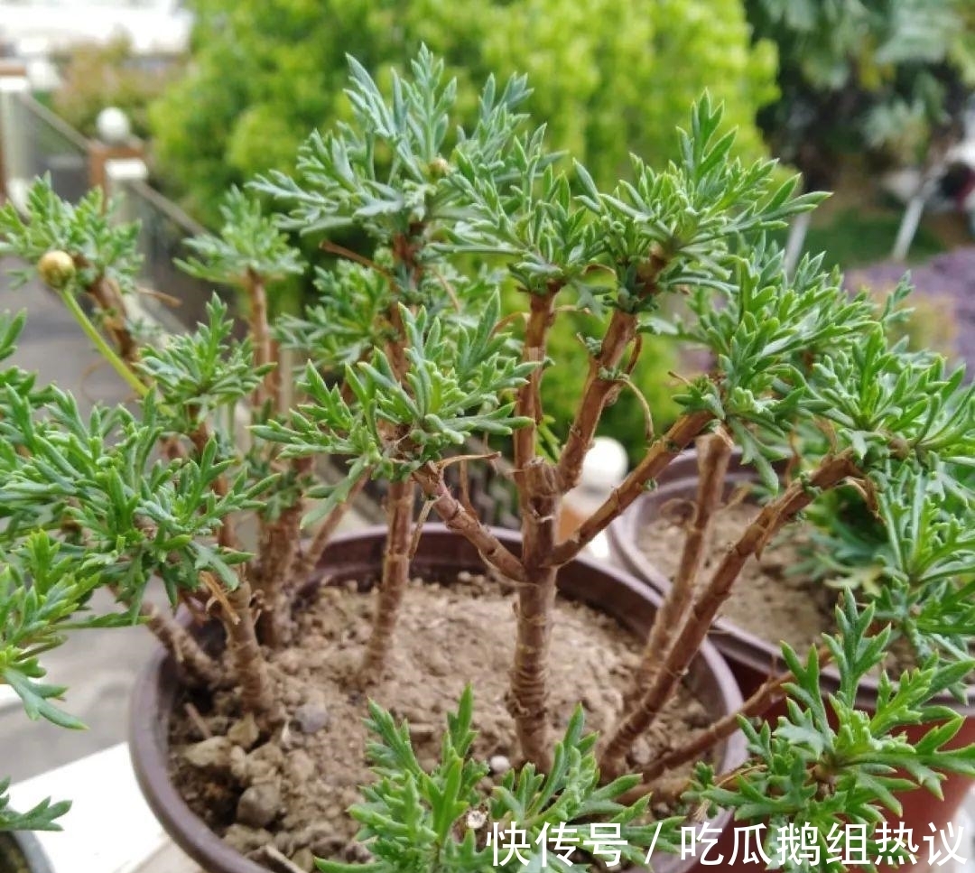 种花|9种花,夏天休眠了,一定少浇水,否则越浇越死