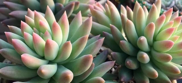 夏季|养多肉，天热是“一道坎”这3种好养护，度夏0压力