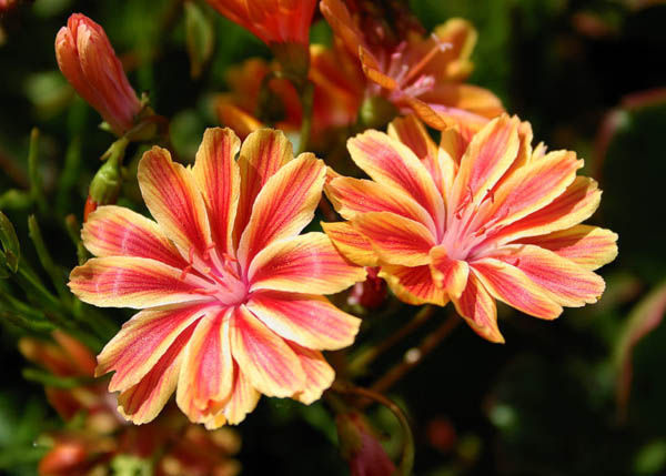 花界“新宠”,花开全年,生命力强,石头缝里“照样旺”,值得养