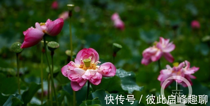 君生|烟雨朦胧中，邂逅夏荷之美