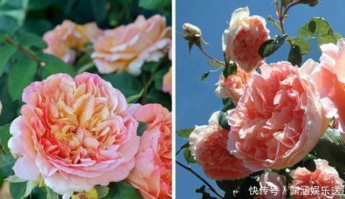 牵牛花|喜欢月季,不如养“优良名品”戴尔巴德,花型丰满,丰腴婀娜!!